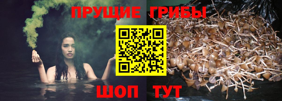 Псилоцибиновые грибы прущие грибы Видное